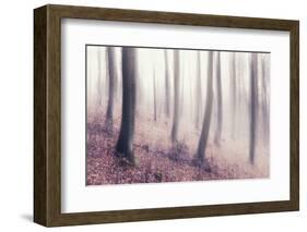 Bare Beech Forest in Winter, Abstract Study [M], Film Grain Visible-Andreas Vitting-Framed Photographic Print