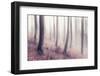 Bare Beech Forest in Winter, Abstract Study [M], Film Grain Visible-Andreas Vitting-Framed Photographic Print