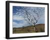 Bare Boab in Kimberley Outback, Western Australia-PK Visual Journeys-Framed Photographic Print