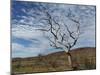 Bare Boab in Kimberley Outback, Western Australia-PK Visual Journeys-Mounted Photographic Print