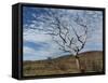 Bare Boab in Kimberley Outback, Western Australia-PK Visual Journeys-Framed Stretched Canvas