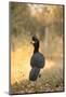 Bare-Faced Curassow-Joe McDonald-Mounted Photographic Print