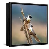 Bare-Faced Go-Away-Birds (Corythaixoides personatus) perching on a branch, Tarangire National Pa...-null-Framed Stretched Canvas