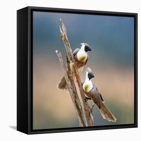 Bare-Faced Go-Away-Birds (Corythaixoides personatus) perching on a branch, Tarangire National Pa...-null-Framed Stretched Canvas