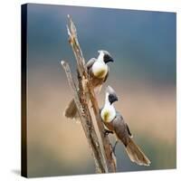 Bare-Faced Go-Away-Birds (Corythaixoides personatus) perching on a branch, Tarangire National Pa...-null-Stretched Canvas