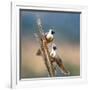 Bare-Faced Go-Away-Birds (Corythaixoides personatus) perching on a branch, Tarangire National Pa...-null-Framed Photographic Print