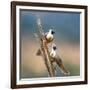 Bare-Faced Go-Away-Birds (Corythaixoides personatus) perching on a branch, Tarangire National Pa...-null-Framed Photographic Print