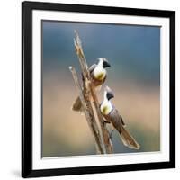 Bare-Faced Go-Away-Birds (Corythaixoides personatus) perching on a branch, Tarangire National Pa...-null-Framed Photographic Print