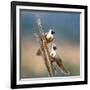 Bare-Faced Go-Away-Birds (Corythaixoides personatus) perching on a branch, Tarangire National Pa...-null-Framed Photographic Print