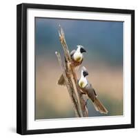 Bare-Faced Go-Away-Birds (Corythaixoides personatus) perching on a branch, Tarangire National Pa...-null-Framed Photographic Print