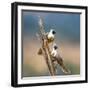 Bare-Faced Go-Away-Birds (Corythaixoides personatus) perching on a branch, Tarangire National Pa...-null-Framed Photographic Print