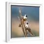 Bare-Faced Go-Away-Birds (Corythaixoides personatus) perching on a branch, Tarangire National Pa...-null-Framed Photographic Print