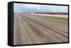 Bare Farmland with Tulip Fields in the Netherlands-kruwt-Framed Stretched Canvas