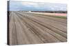 Bare Farmland with Tulip Fields in the Netherlands-kruwt-Stretched Canvas