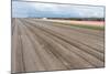 Bare Farmland with Tulip Fields in the Netherlands-kruwt-Mounted Photographic Print
