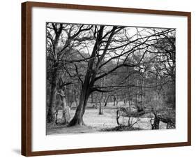 Bare Spring Branches-null-Framed Photographic Print