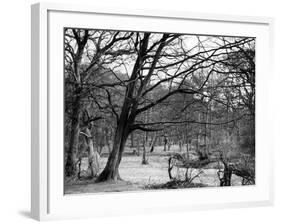 Bare Spring Branches-null-Framed Photographic Print