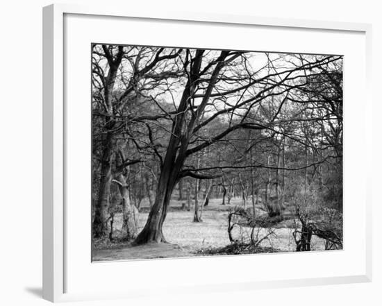 Bare Spring Branches-null-Framed Photographic Print