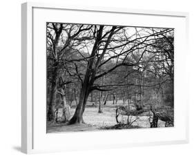 Bare Spring Branches-null-Framed Photographic Print