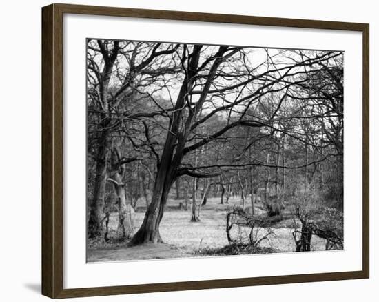 Bare Spring Branches-null-Framed Photographic Print