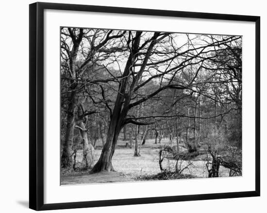 Bare Spring Branches-null-Framed Photographic Print