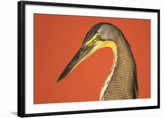 Bare-Throated Tiger Heron (Tigrisoma mexicanum), Tortuguero, Costa Rica-null-Framed Photographic Print