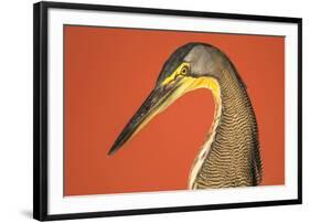 Bare-Throated Tiger Heron (Tigrisoma mexicanum), Tortuguero, Costa Rica-null-Framed Photographic Print