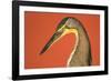 Bare-Throated Tiger Heron (Tigrisoma mexicanum), Tortuguero, Costa Rica-null-Framed Photographic Print