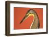 Bare-Throated Tiger Heron (Tigrisoma mexicanum), Tortuguero, Costa Rica-null-Framed Photographic Print