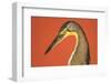 Bare-Throated Tiger Heron (Tigrisoma mexicanum), Tortuguero, Costa Rica-null-Framed Photographic Print