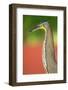 Bare-Throated Tiger Heron (Tigrisoma mexicanum), Tortuguero, Costa Rica-null-Framed Photographic Print