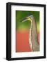 Bare-Throated Tiger Heron (Tigrisoma mexicanum), Tortuguero, Costa Rica-null-Framed Photographic Print