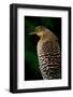 Bare-Throated Tiger Heron (Tigrisoma mexicanum), Tortuguero, Costa Rica-null-Framed Photographic Print