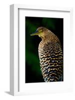 Bare-Throated Tiger Heron (Tigrisoma mexicanum), Tortuguero, Costa Rica-null-Framed Photographic Print