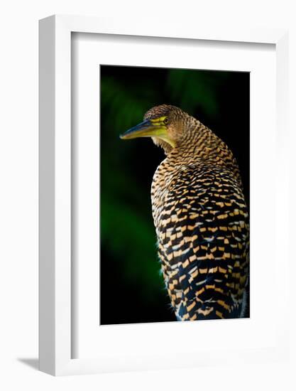 Bare-Throated Tiger Heron (Tigrisoma mexicanum), Tortuguero, Costa Rica-null-Framed Photographic Print
