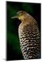 Bare-Throated Tiger Heron (Tigrisoma mexicanum), Tortuguero, Costa Rica-null-Mounted Photographic Print