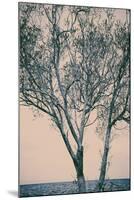 Bare Tree Against Sea-Steve Allsopp-Mounted Photographic Print