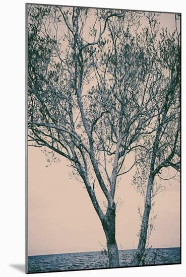 Bare Tree Against Sea-Steve Allsopp-Mounted Photographic Print