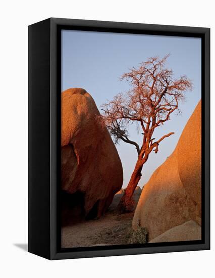 Bare Tree Among Boulders at Sunrise, Joshua Tree National Park, California-James Hager-Framed Stretched Canvas