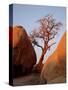 Bare Tree Among Boulders at Sunrise, Joshua Tree National Park, California-James Hager-Stretched Canvas