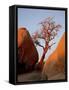 Bare Tree Among Boulders at Sunrise, Joshua Tree National Park, California-James Hager-Framed Stretched Canvas