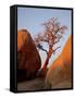 Bare Tree Among Boulders at Sunrise, Joshua Tree National Park, California-James Hager-Framed Stretched Canvas