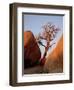 Bare Tree Among Boulders at Sunrise, Joshua Tree National Park, California-James Hager-Framed Photographic Print