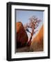 Bare Tree Among Boulders at Sunrise, Joshua Tree National Park, California-James Hager-Framed Photographic Print