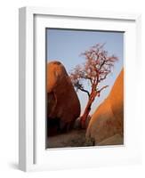 Bare Tree Among Boulders at Sunrise, Joshua Tree National Park, California-James Hager-Framed Photographic Print