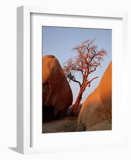 Bare Tree Among Boulders at Sunrise, Joshua Tree National Park, California-James Hager-Framed Photographic Print