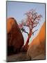 Bare Tree Among Boulders at Sunrise, Joshua Tree National Park, California-James Hager-Mounted Photographic Print