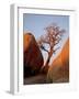 Bare Tree Among Boulders at Sunrise, Joshua Tree National Park, California-James Hager-Framed Photographic Print