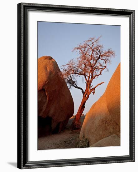 Bare Tree Among Boulders at Sunrise, Joshua Tree National Park, California-James Hager-Framed Photographic Print