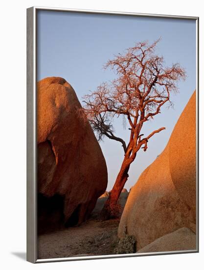 Bare Tree Among Boulders at Sunrise, Joshua Tree National Park, California-James Hager-Framed Photographic Print